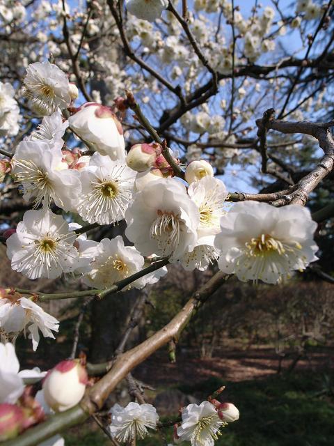 c:\PROGRAM FILES\ffftp\ume(2006-03).jpg