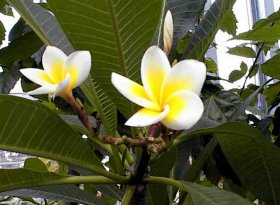 �v�������A�E���u���i�C���h�\�P�C�j
