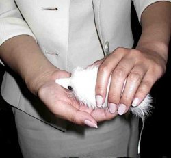 Judy, the Mouse