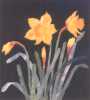 Jonquil Daffodils