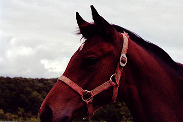 oh[2001(2001/9/4atq)
