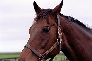 _CitFA[(2001/9/4atVe)