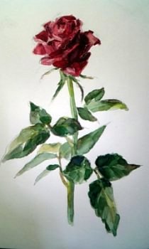 rose:drawn by Yoko MIWA