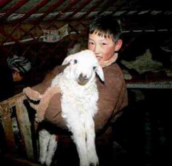 a boy with sheep