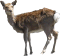 deer01.gif (2900 oCg)